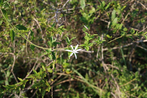 Jasminum multipartitum, photograph 3
