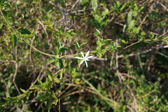 (c) Tony Rebelo, some rights reserved (CC BY-SA) Jasminum multipartitum, photograph (c) Tony Rebelo, some rights reserved (CC BY-SA)