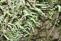 Cladonia corniculata