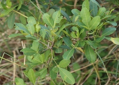 Searsia natalensis
