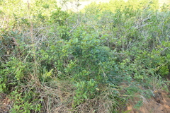 Searsia natalensis, photograph (c) Tony Rebelo, some rights reserved (CC BY-SA)