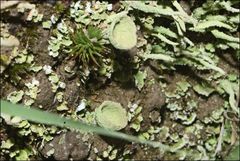 Cladonia humilis