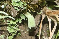 Thysanothecium scutellatum