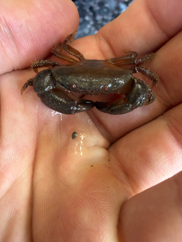 Pseudozius caystrus observed 2026-06-01