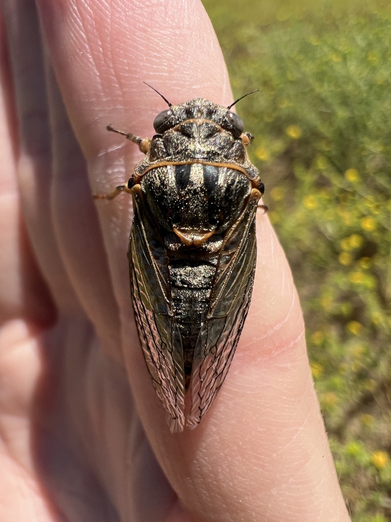 Tibicinoides mercedita