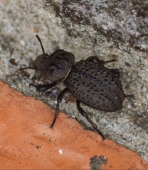 Scotobius pilularius