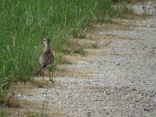 iNaturalist: (c) wincal, some rights reserved (CC BY-NC) iNaturalist image