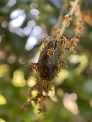 Callirhytis congregata