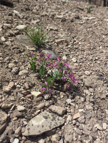 spiny milkwort