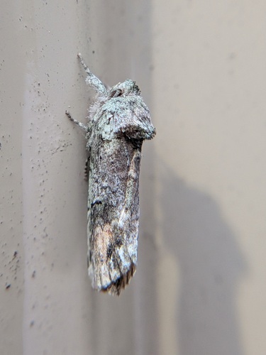 Unicorn Prominent