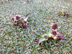 Eryngium humile