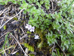 Clinopodium nubigenum