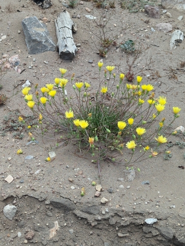 Malacothrix glabrata, 2026-05-31