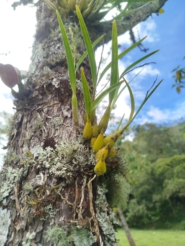 Prosthechea grammatoglossa, photograph 5