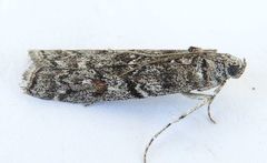 Passadenoides montanus