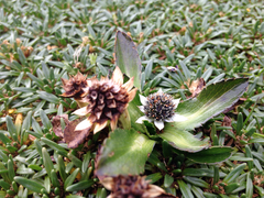 Eryngium humile