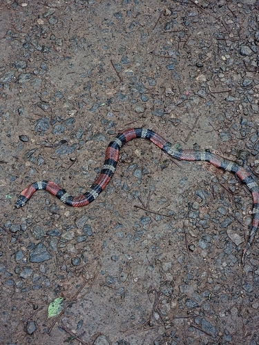 Aesculapian False Coral Snake