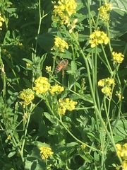 Apis mellifera