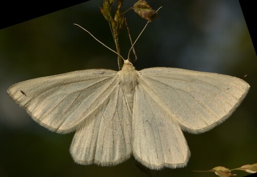 Black-veined Moth