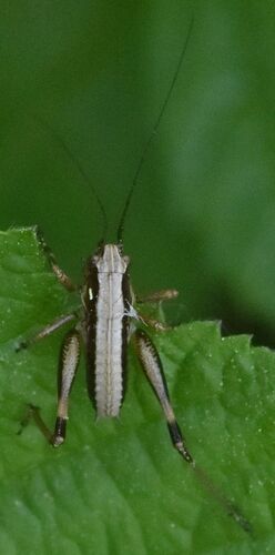 Dark Bush-cricket