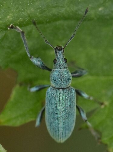 Nettle weevil
