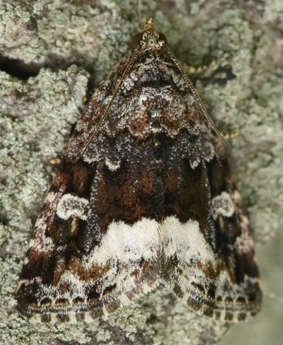 Marbled White-spot