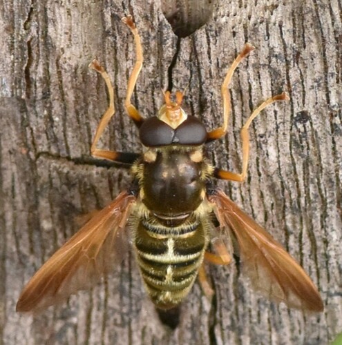 orange-winged hoverfly