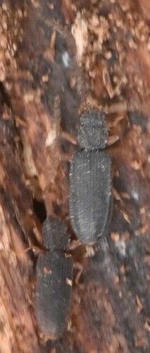 Uleiota planata
