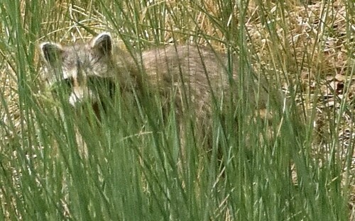 Common Raccoon