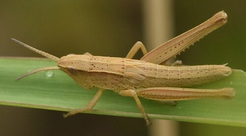 Gold Grasshopper