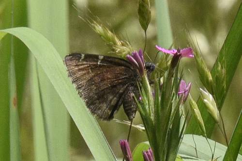 Northern Cloudywing photo 4