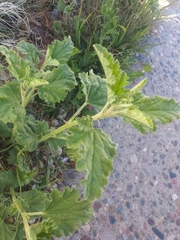 Sphaeralcea incana