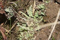 Cladonia corniculata