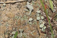 Cladonia humilis