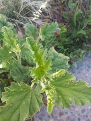 Sphaeralcea incana