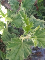 Sphaeralcea incana