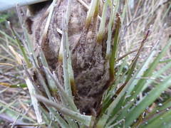 Puya clava-herculis