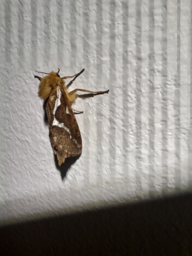 Common Swift Moth
