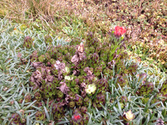 Castilleja paramensis