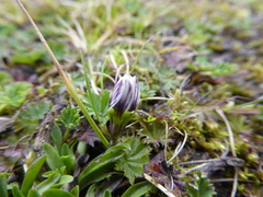 Gentianella limoselloides