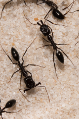 Odontomachus ruficeps