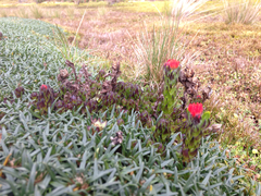 Castilleja paramensis