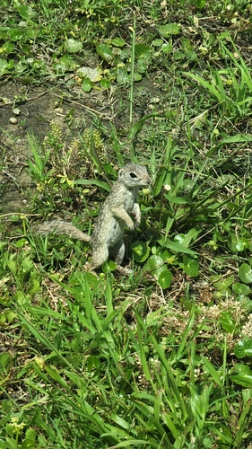 Rio Grande Ground Squirrel observed by marissaamarez