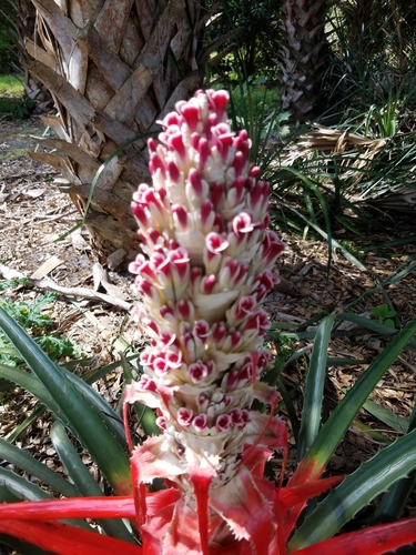 Bromelia pinguin image