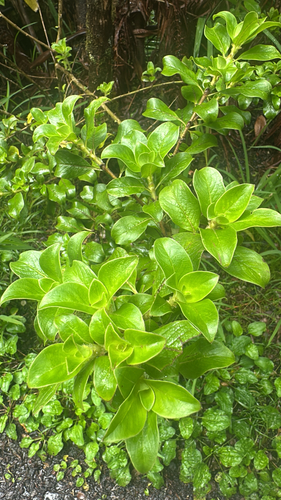 Coprosma ochracea observed 2026-06-01