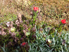 Castilleja paramensis