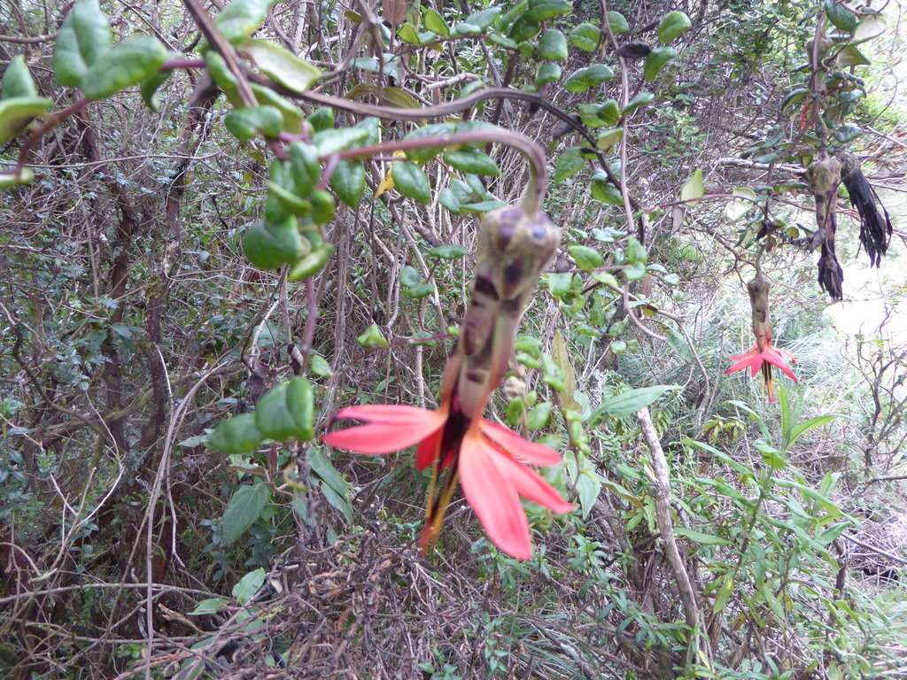 Mutisia microphylla
