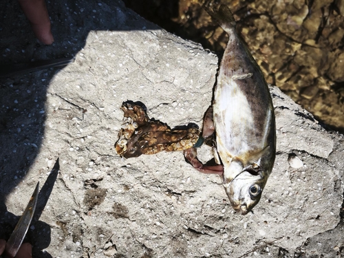 Rivulated Rabbitfish