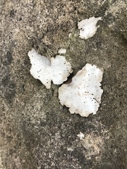 Dermatocarpon muhlenbergii