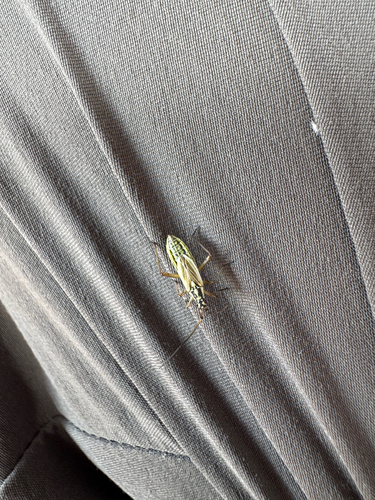 Meadow Plant Bug